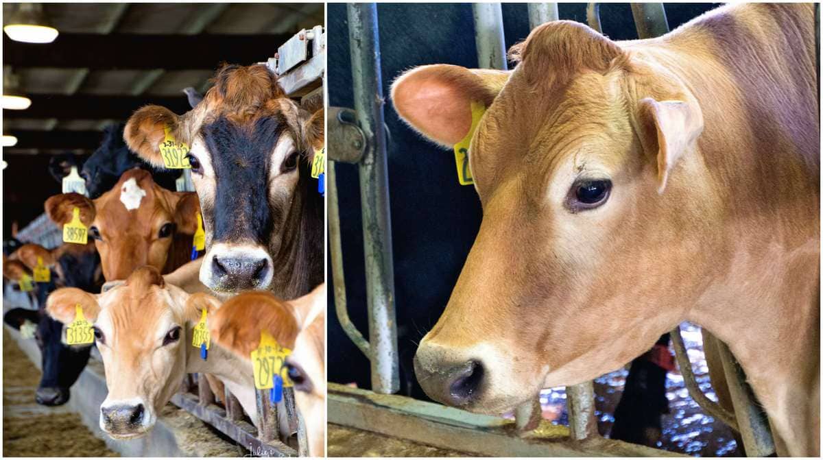 Cow Collage