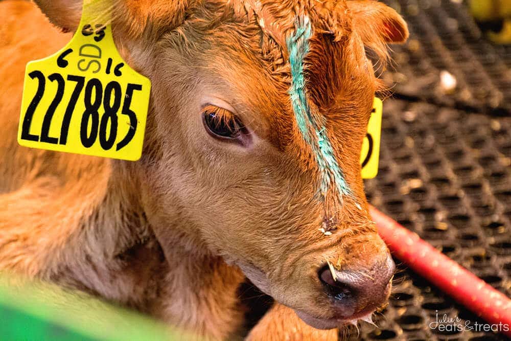 Riverview Calf Close