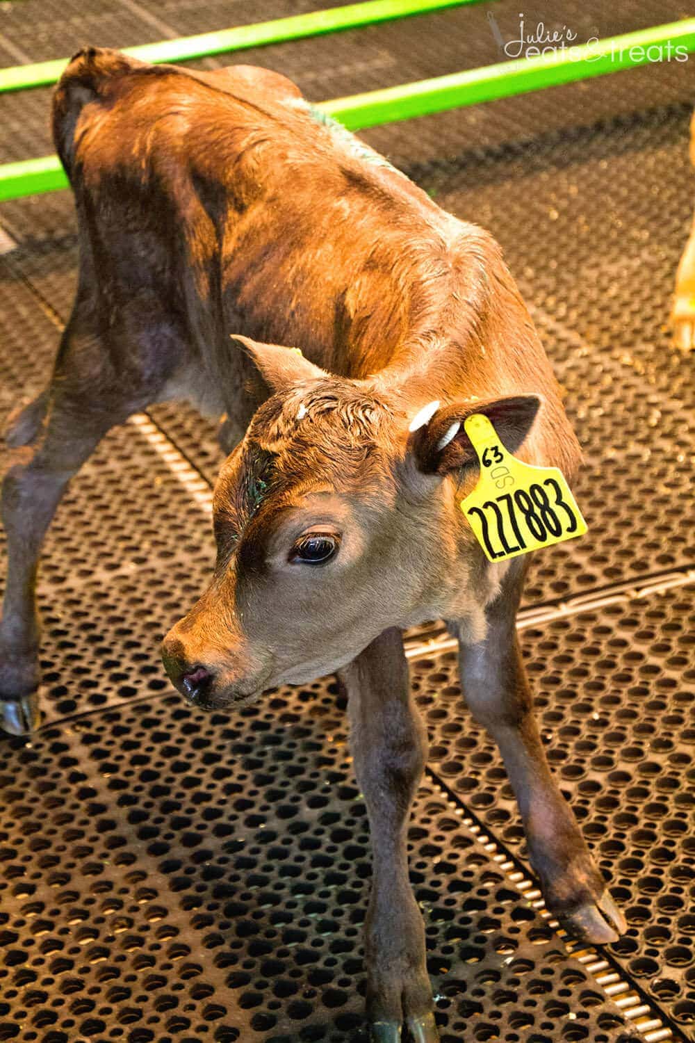 Riverview Calf