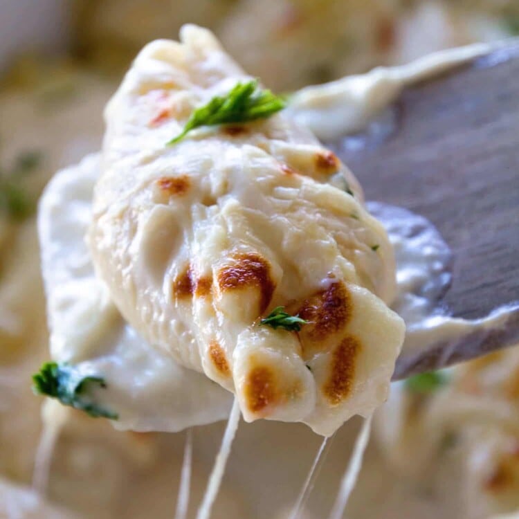 Chicken Alfredo Stuffed Shells Recipe ~ Jumbo Pasta Shells Stuffed with Three Kinds of Cheese and Topped with Creamy Alfredo Sauce! Perfect for a Quick, Easy Dinner or Lunch!