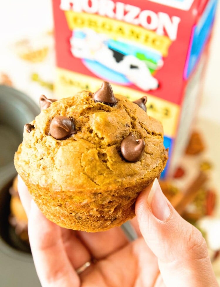 Hand holding a chocolate chip pumpkin muffin in front of a carton of milk