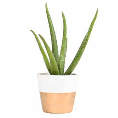 Costa Farms Indoor Aloe Plant Gifts for Grandma