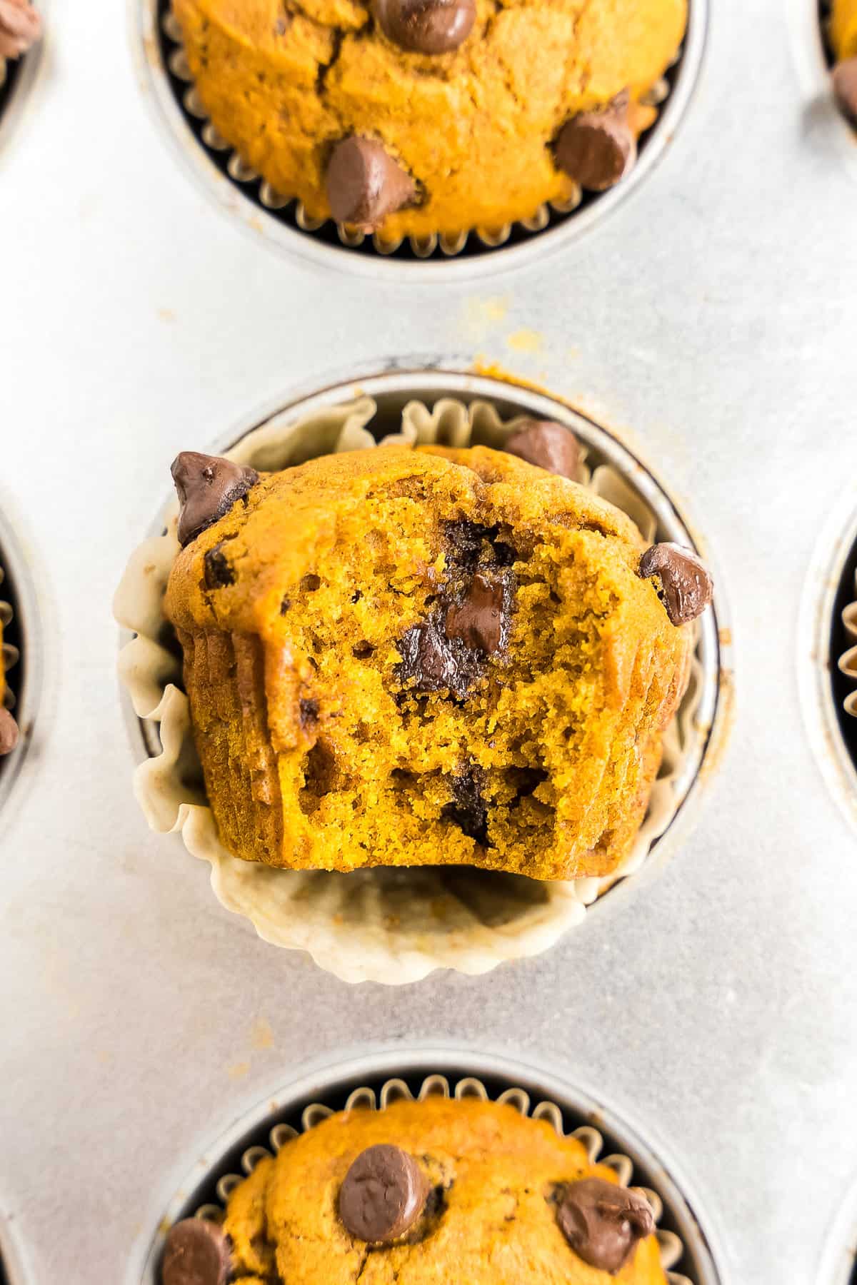 Pumpkin Chocolate Chip Muffins in muffin tin with bite out of one